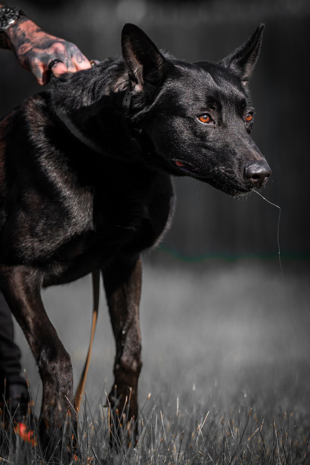 Working dog